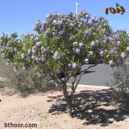 شجرة سيفورا الزرقاء