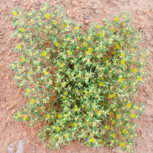 بذور نبات القرمل - Zygophyllum simplex