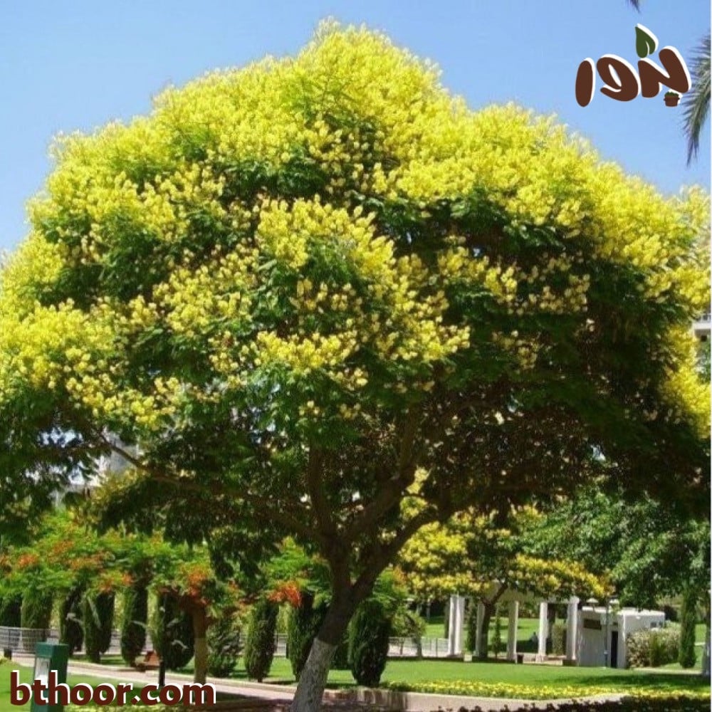 شجرة البونسيانا الصفراء
