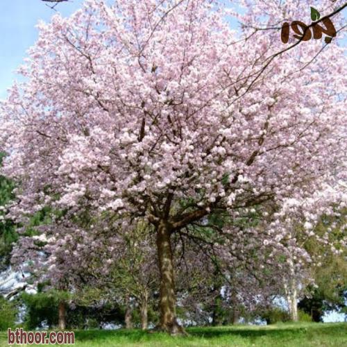 شجرة الكرز الكورية