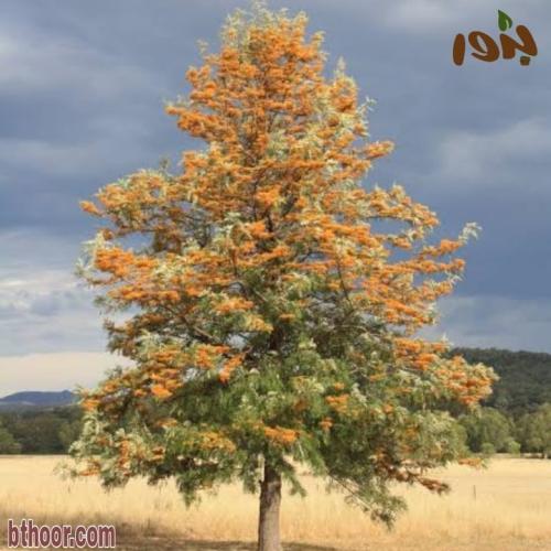 شجرة البلوط الحريري