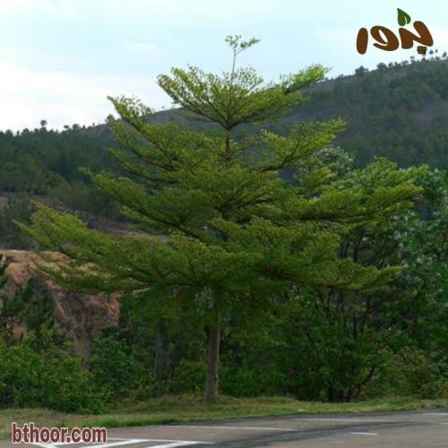 شجرة ترمناليا منتالي