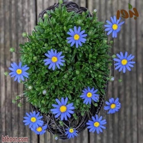 نبات الفيليسيا