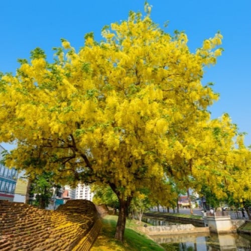 بذور شجرة‬ باركنسونيا - شوكة الفرس‬ (Parkinsonia a...