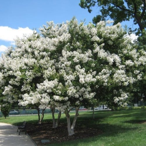 بذور شجرة تمر حنا - لاجستروميا أبيض( Lagerstroemia...