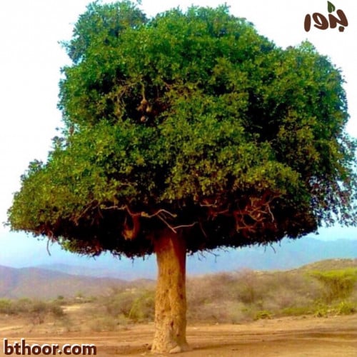 بذور شجرة الضبر-متجر بذور الزراعي