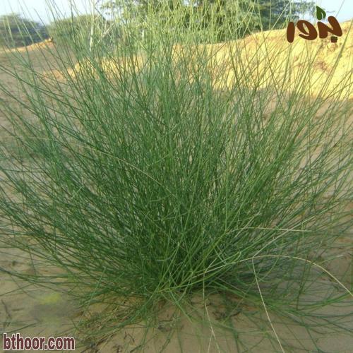 بذور المرخ ( Leptadenia pyrotechnica )