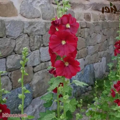 بذور الختمية الحمراء ( Ruellia simplex red ) )