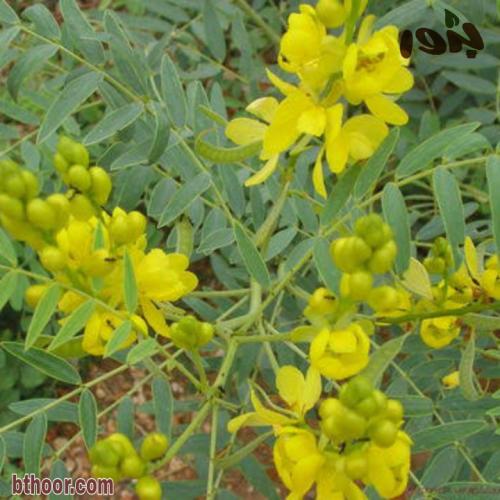 بذور عشبة سنامكي ( Senna acutifolia )