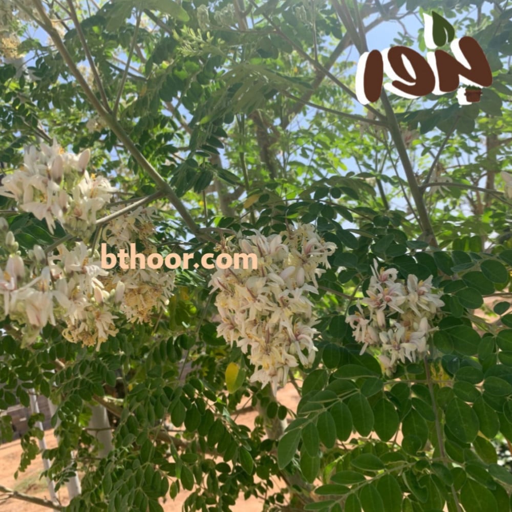 زهور المورينجا الهندية
