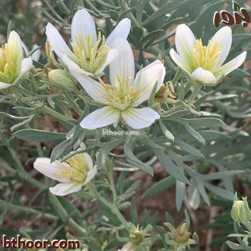 السذاب البري-متجر بذور الزراعي