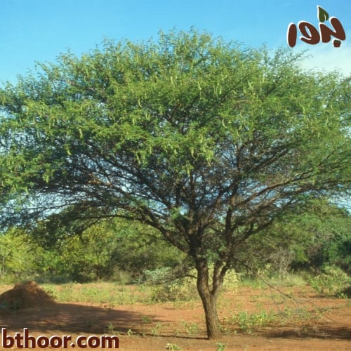 شجرة القرض-متجر بذور الزراعي