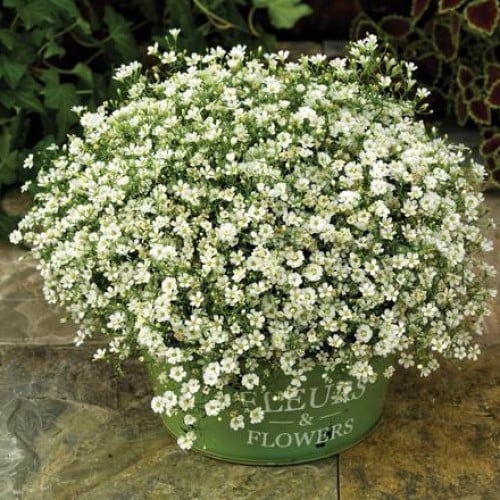 بذور زهرة جيسوفيلا ( Gypsophila )