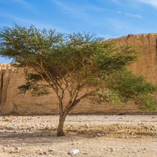 الطلح النجدي