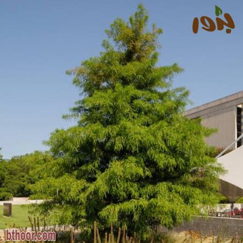 بذور شجرة تاكسوديوم ( Taxodium distichum )