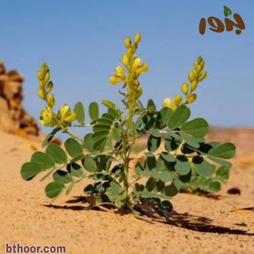 بذور نبات العشرق ( Senna italica )
