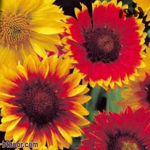 بذور زهرة فنديم دكرينس ألوان متعددة( venidium decurrens )