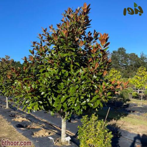 شجرة ماغنوليا Magnolia grandiflora