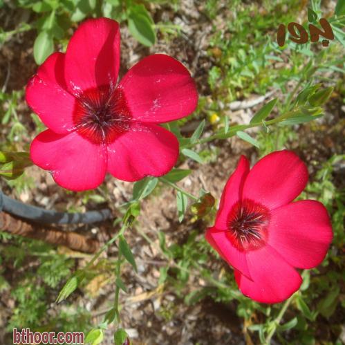بذور كتان الزهور ( Linum grandiflorum )