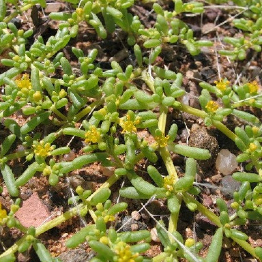 صورة زهور نبات القرمل