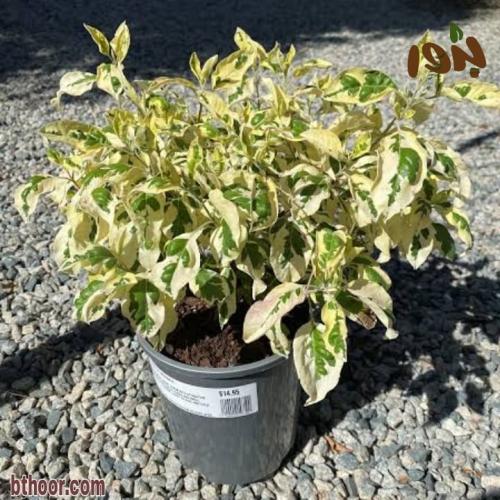 بذور شجيرة وايتكس المبرقشة-الفتيكس المبرقشة جملة