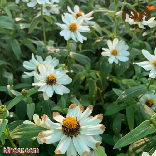 بذور زهرة الزينيا البيضاء ( Zinnia elegans )