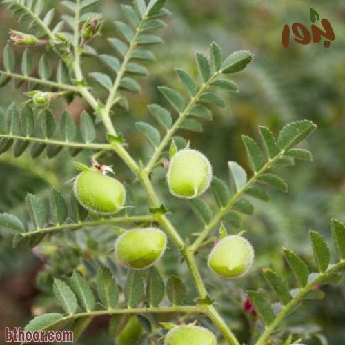 بذور حمص الأسود ( Cicer nigrum )