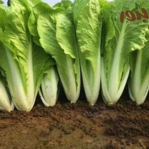 بذور الخس (Lactuca sativa)