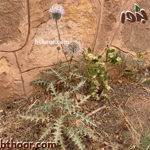 بذور شدق الحمل-متجر بذور الزراعي