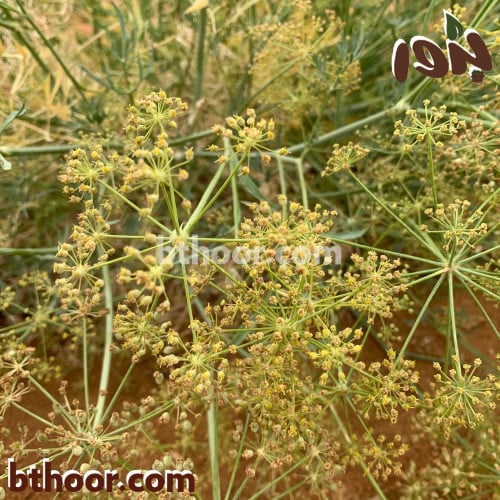 عشبة الحزا-متجر بذور الزراعي