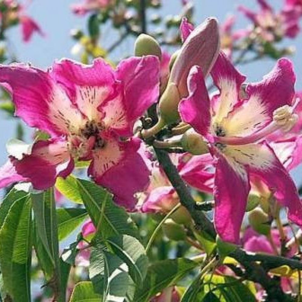 صورة زهور الكوريزيا