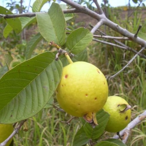 بذور الجوافة الصفراء ( Psidium guajava )