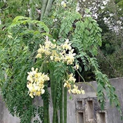 بذور مورينجا‬ هجين ( Moringa Hybrid )