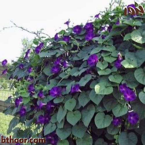 بذور مجد الصباح (بنفسجي ) Ipomoea purpurea