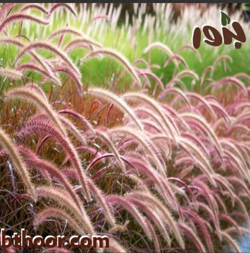 بذور الحلفا أو عشبة النافورة الحمراء(Pennisetum Se...