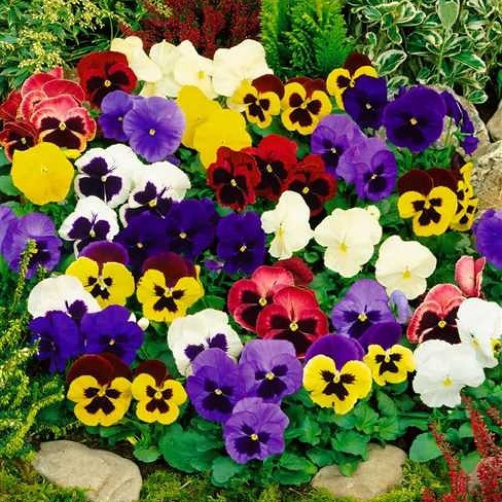 صورة زهور بنفسج الثالوث بانسي