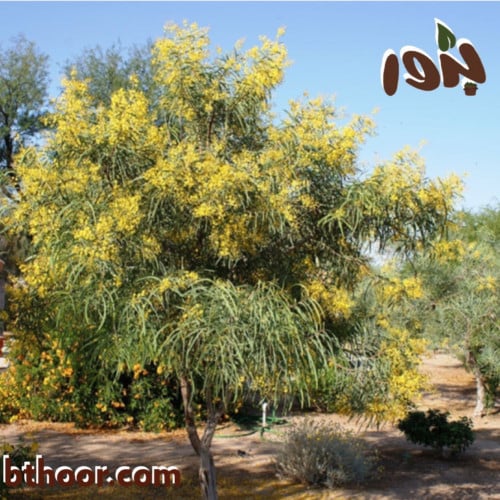 بذور سنط الاسكلوسبرما( Acacia sclerosperma Benth )