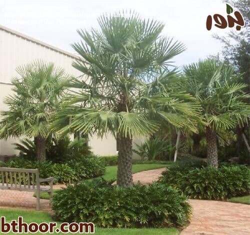 بذور نخيل واشنطوني جملة-متجر بذور الزراعي