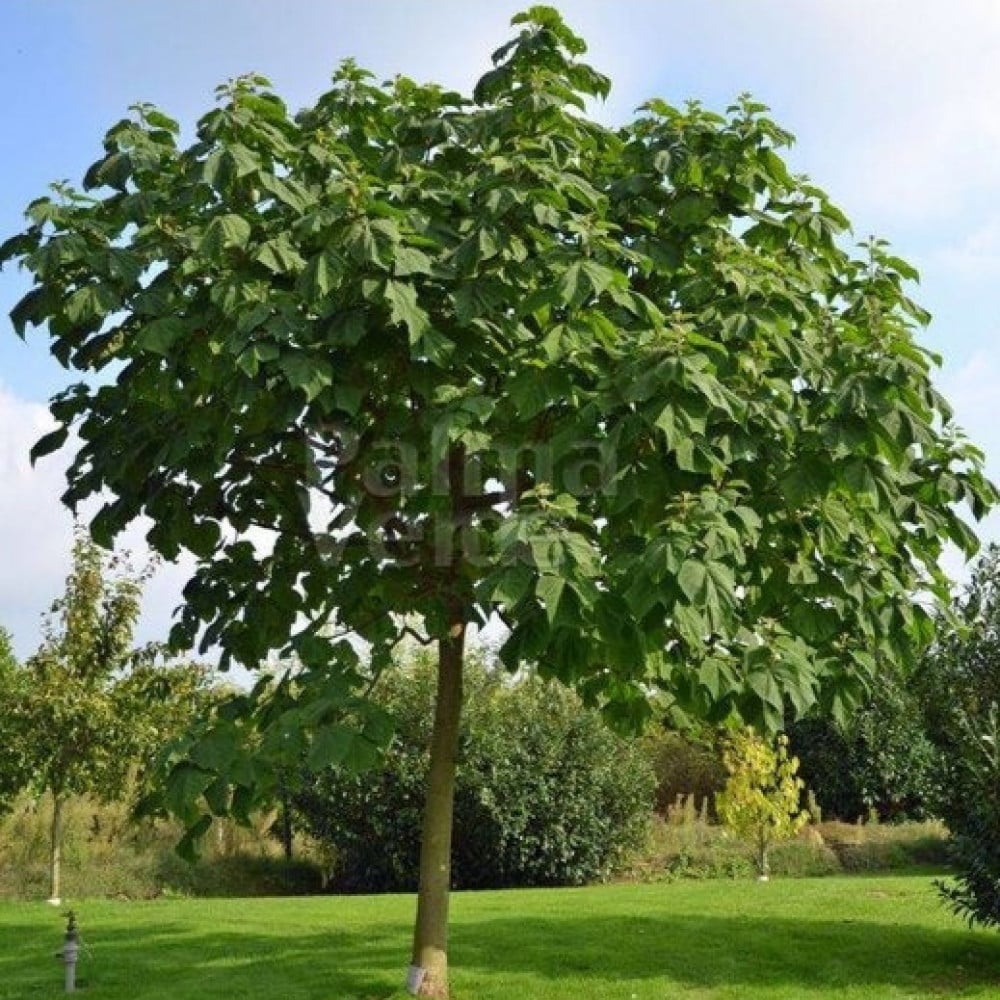 صورة شجرة الباولونيا