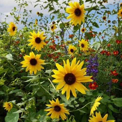 بذور دوار الشمس ( Helianthus annuus )