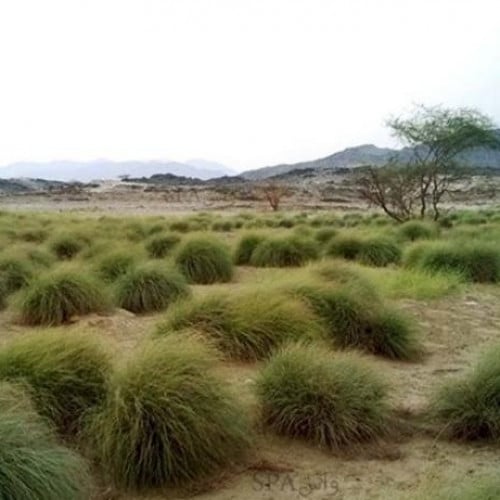 بذور عشبة السخبر (الصخبر) cymbopogon