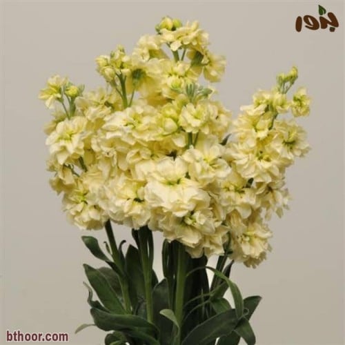 بذور المنثور الأصفر