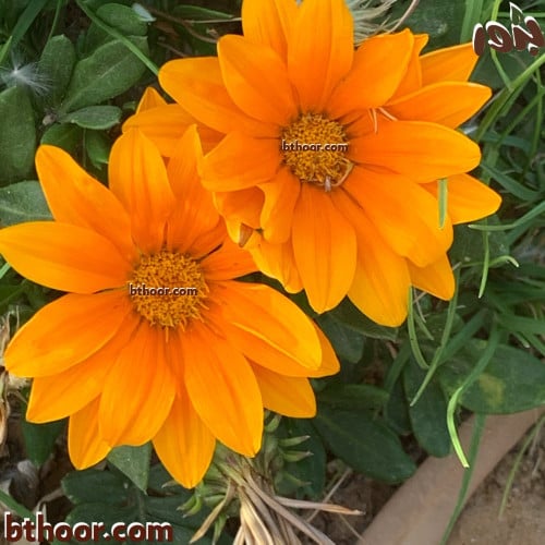 بذور جازانيا خطية برتقالي-متجر بذور الزراعي