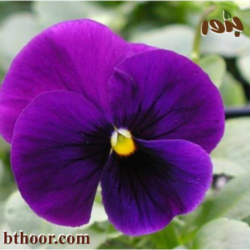 بذور زهرة بنفسج الثالوث البنفسجية-متجر بذور الزراعي