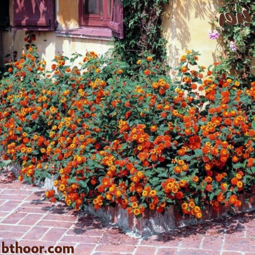 زهور لانتانا كمارا ملونه