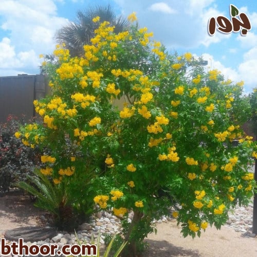 بذور تيكوما جملة-متجر بذور الزراعي