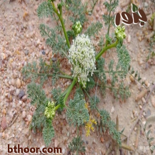 صورة البسباس