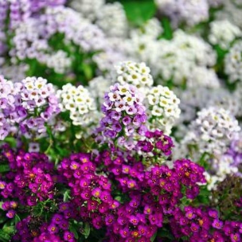 بذور زهرة الاليسم ( Lobularia maritima )