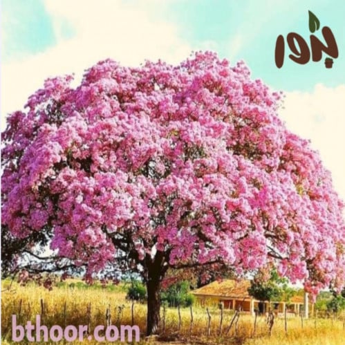 بذور التابوبيا الوردية-شجرة البوق الوردي(Tabebuia...