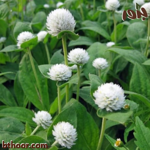 بذور جمفرينا بيضاء- متجر بذور الزراعي